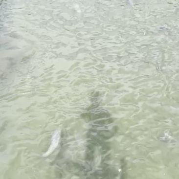 青鱼
