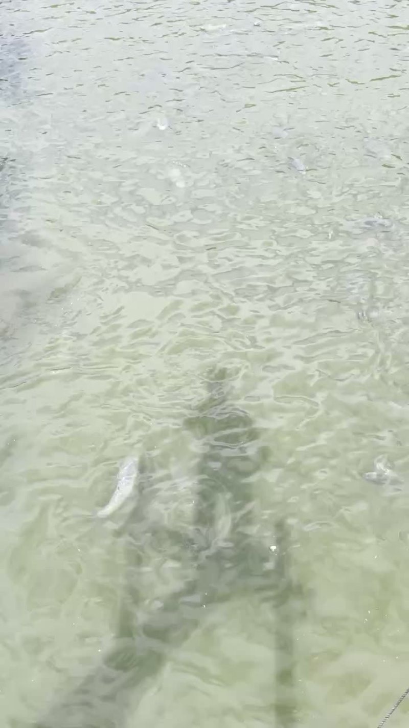 青鱼