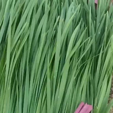 河北邯郸万亩韭菜基地常年供应优质韭菜