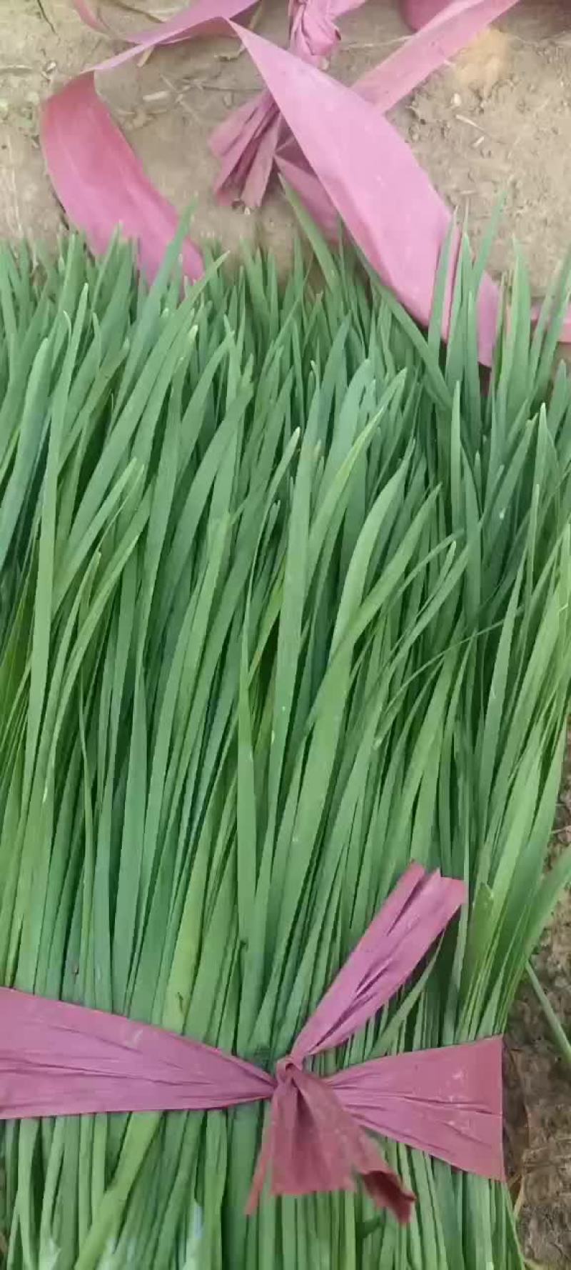 河北邯郸万亩韭菜基地常年供应优质韭菜