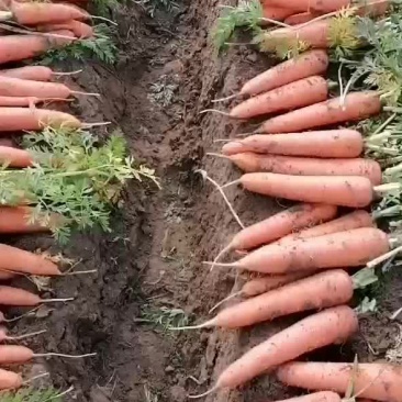 胡萝卜