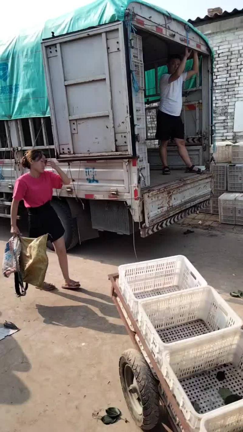 皇冠梨