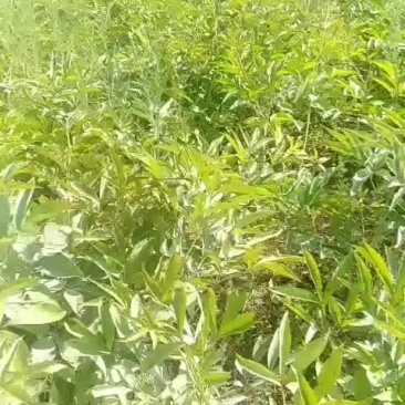 赤芍药材鲜货25亩五年