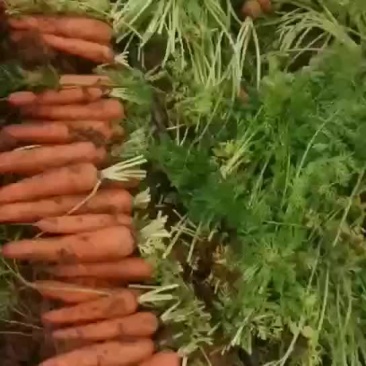 精品胡萝卜
