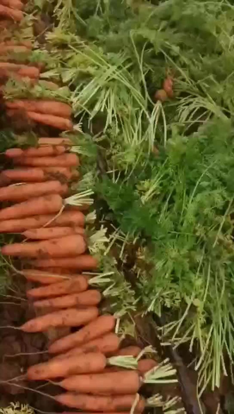 精品胡萝卜