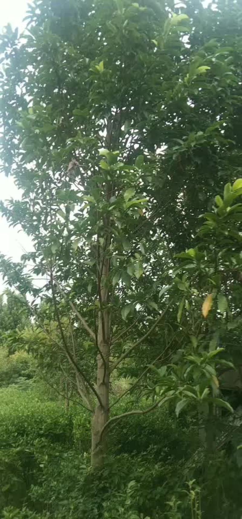 荆州地区乐昌含笑优惠出售