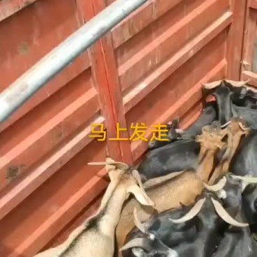 贵州黑山羊