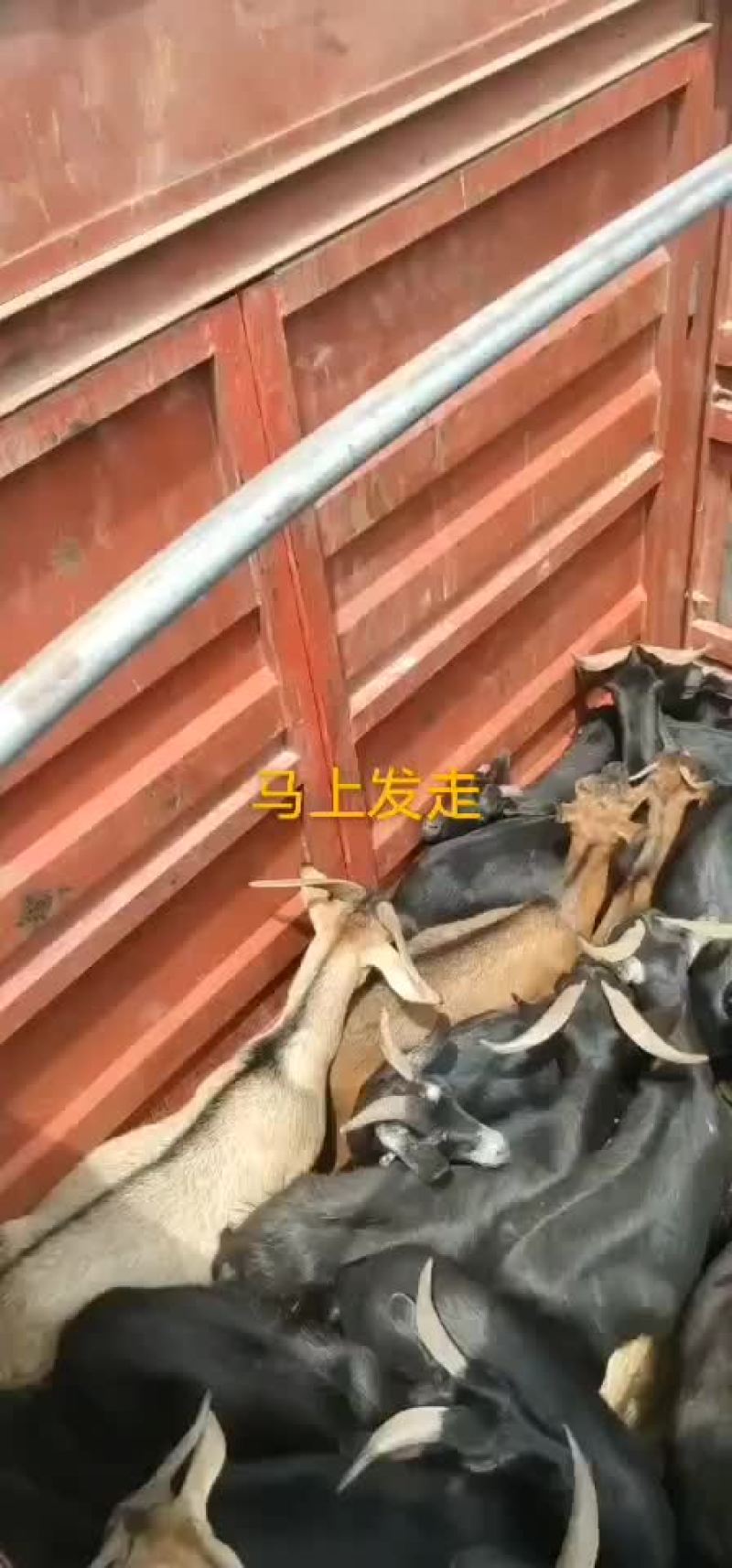 贵州黑山羊