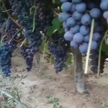 夏黑葡萄