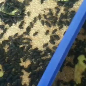 大量出售大麦虫