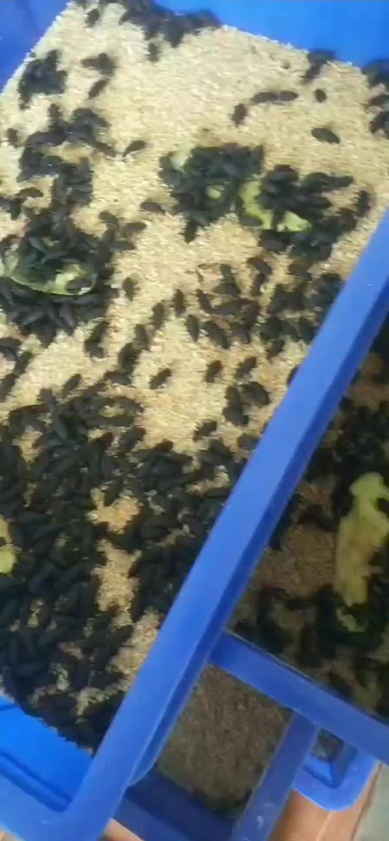 大量出售大麦虫