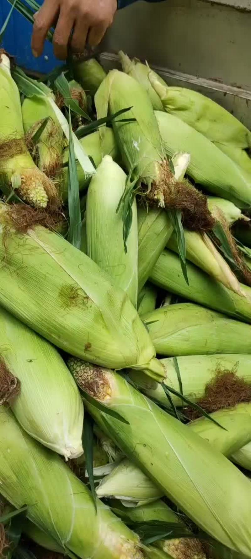 水果玉米