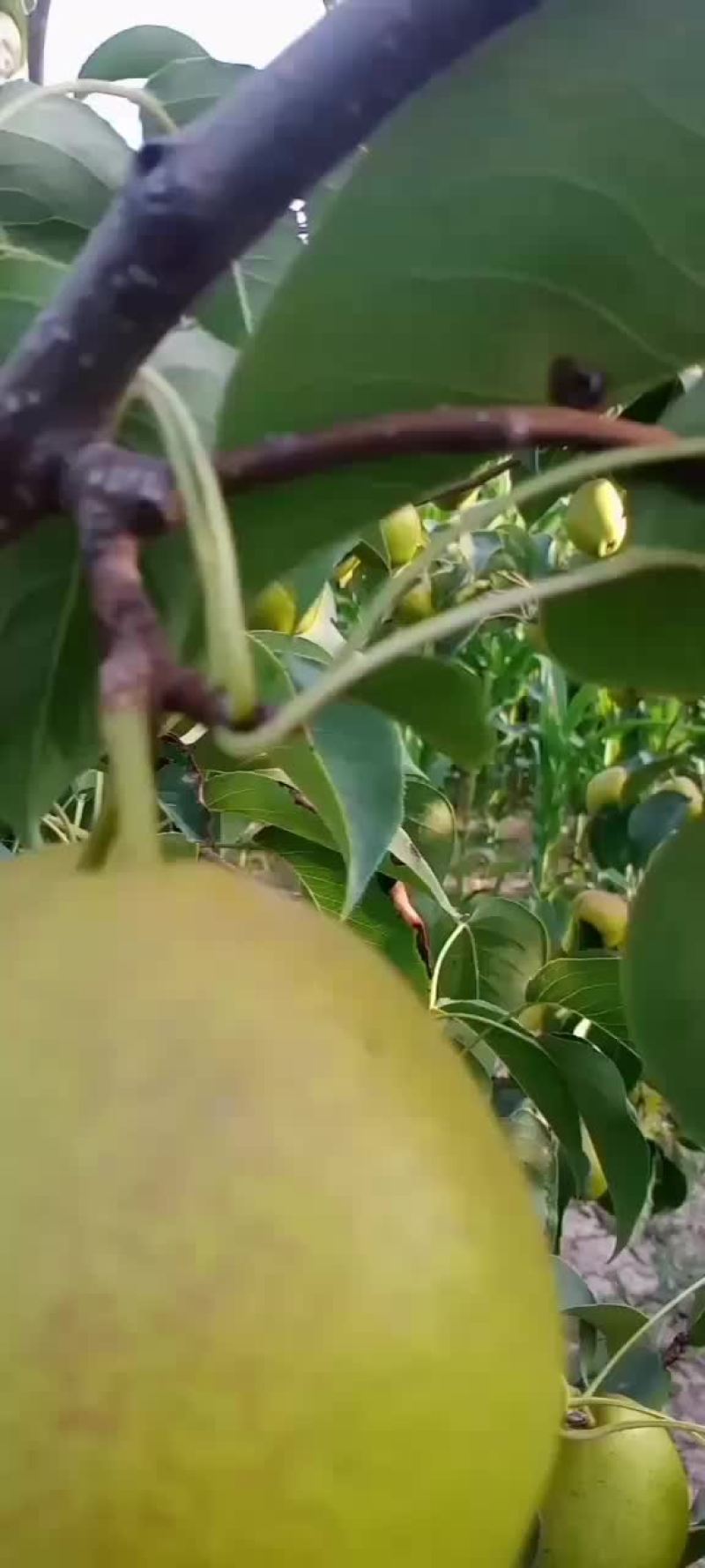 香梨