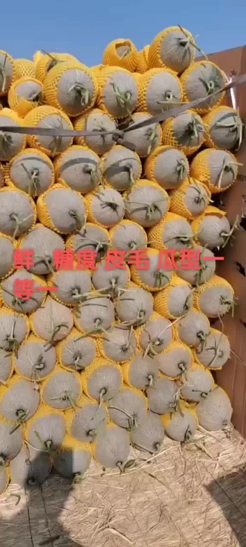 西周蜜瓜