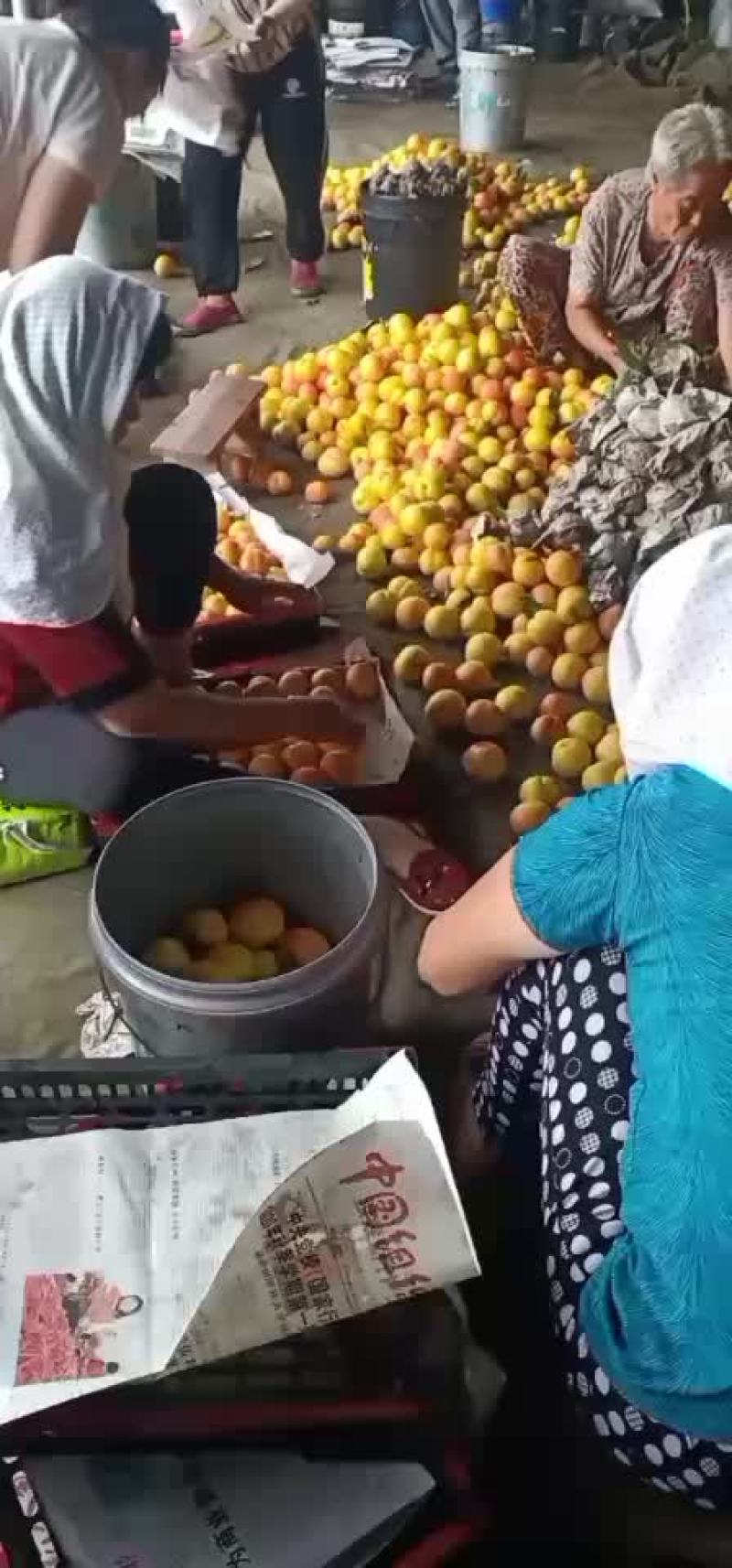 大红袍李子
