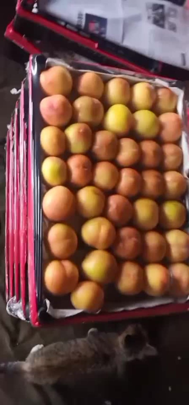 大红袍李子