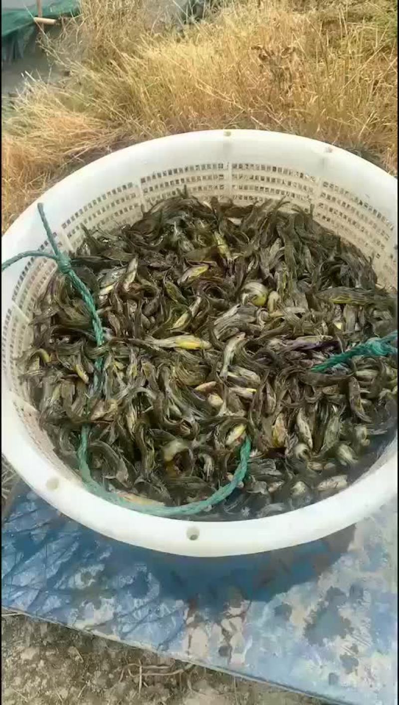 黄骨鱼苗