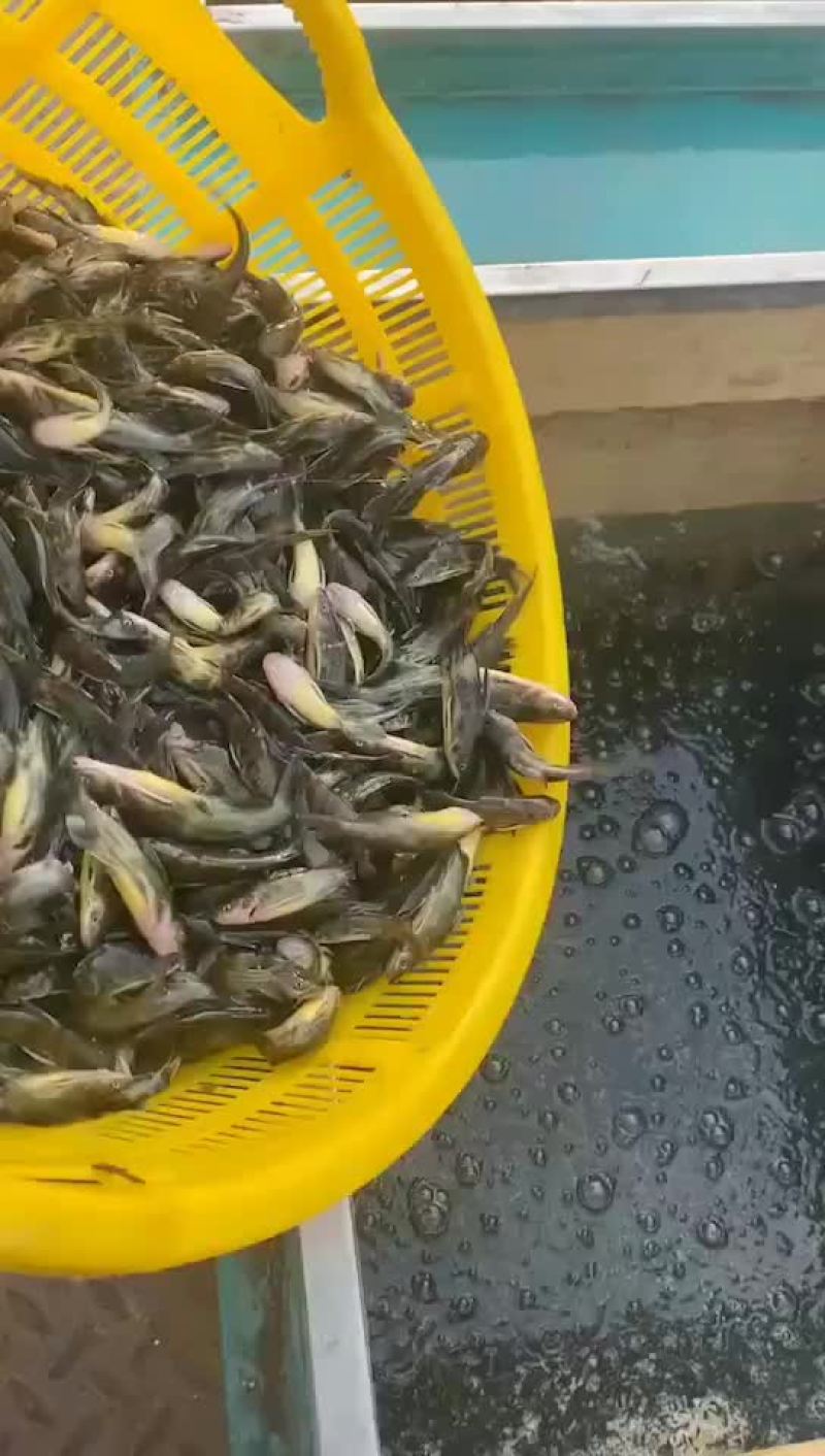 黄骨鱼苗