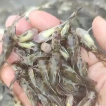 黄骨鱼苗