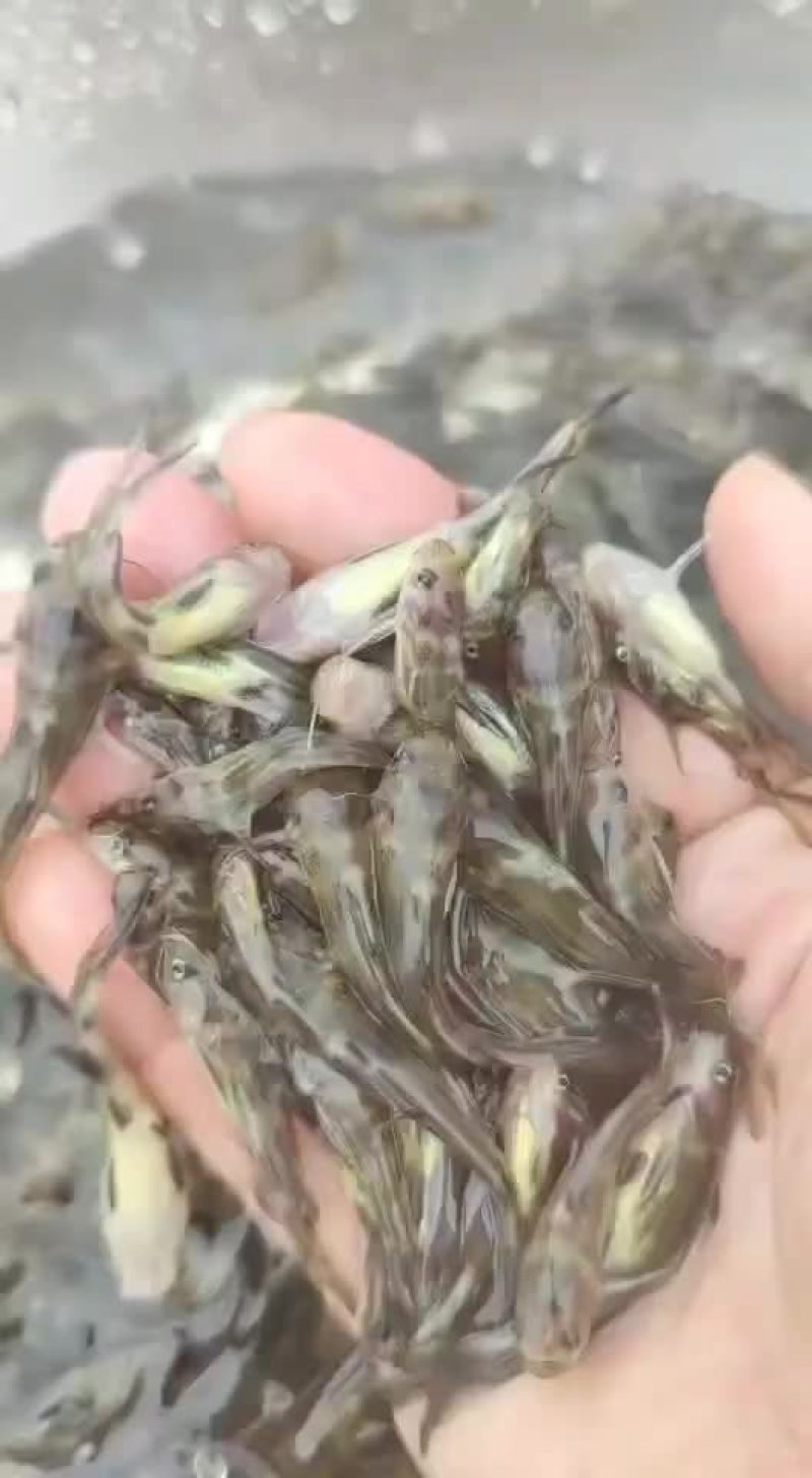 黄骨鱼苗