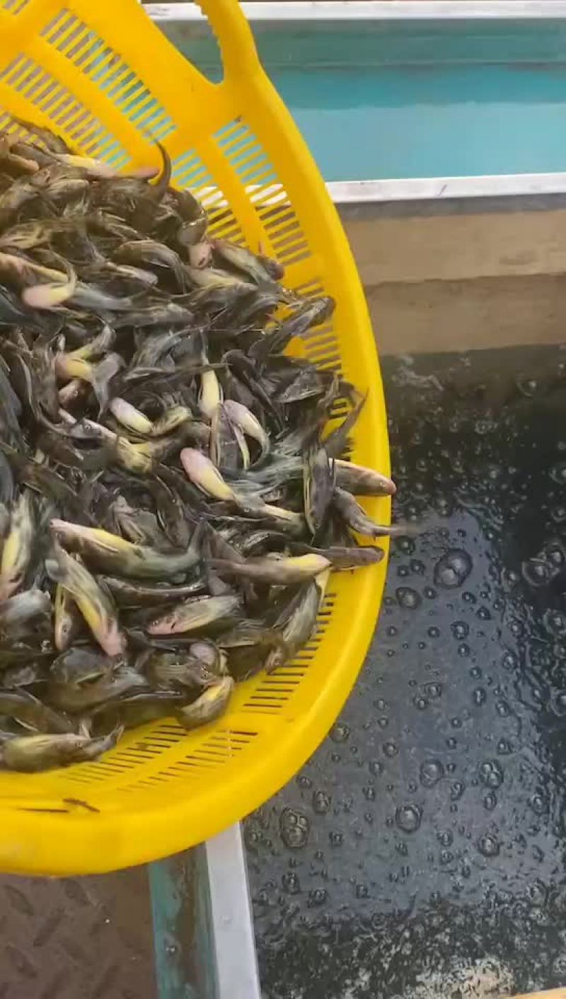 黄骨鱼苗