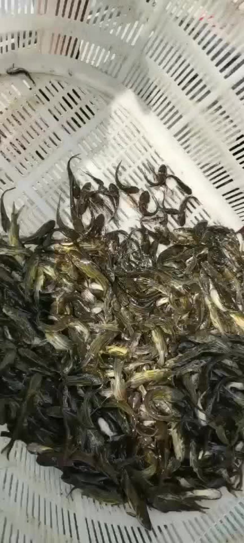 黄骨鱼苗