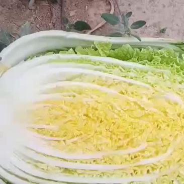 大娃菜半毛菜装车中