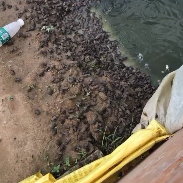 泰蛙，商品蛙，开口蛙长期大量供应
