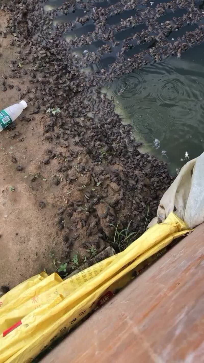 泰蛙，商品蛙，开口蛙长期大量供应