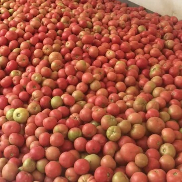 山西长治平顺东禅村绿色农产品硬粉蕃茄上市中，甜柔耐运！