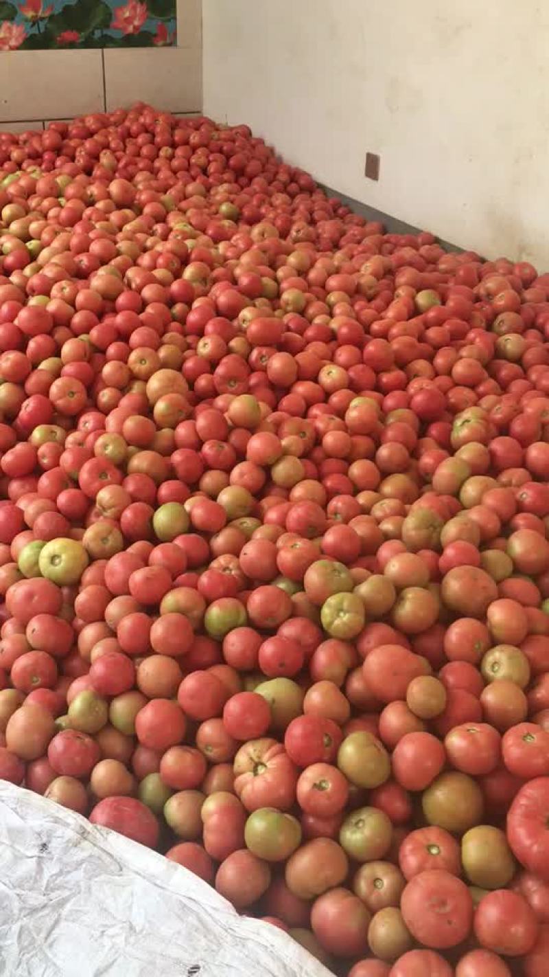 山西长治平顺东禅村绿色农产品硬粉蕃茄上市中，甜柔耐运！