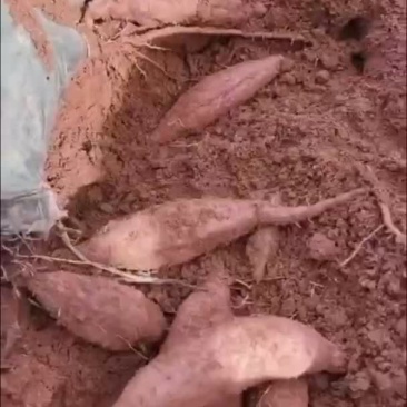 紫薯