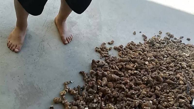 重楼，又叫七叶＿枝花