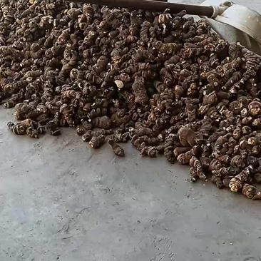 重楼，又叫七叶＿枝花