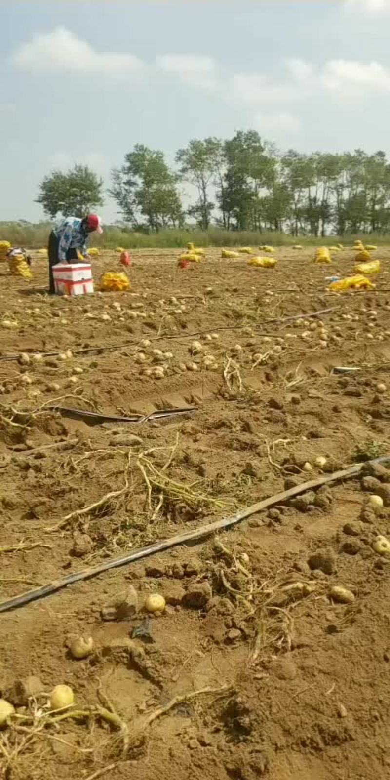 EV土豆装车中