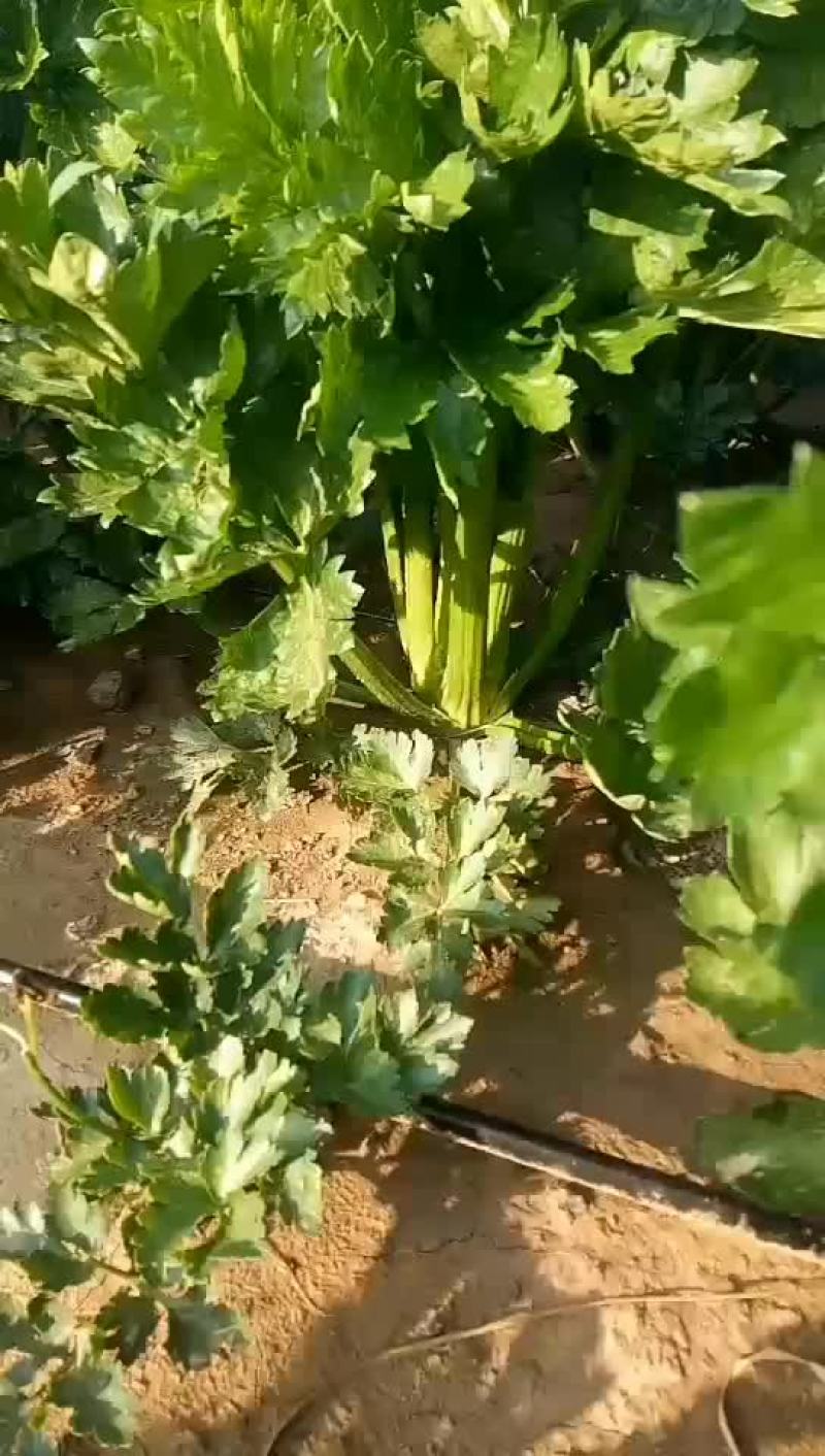 芹菜