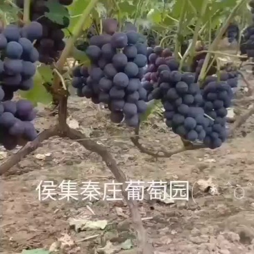 自己家种的，欢迎新老朋友光临，进最大努力满足你的需求！