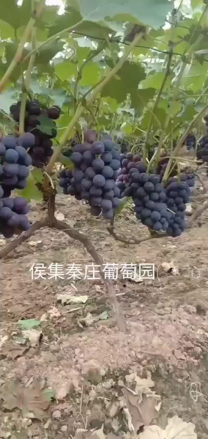 自己家种的，欢迎新老朋友光临，进最大努力满足你的需求！