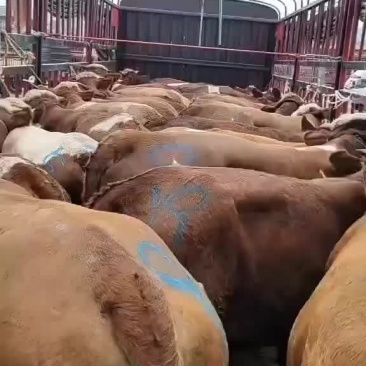西门塔耳牛
