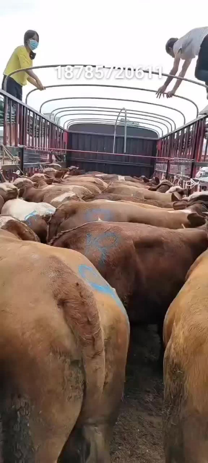 西门塔耳牛