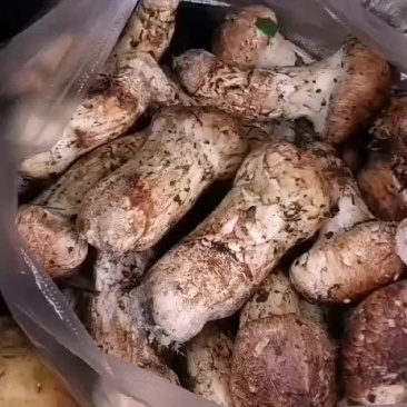 香格里拉原产地收货