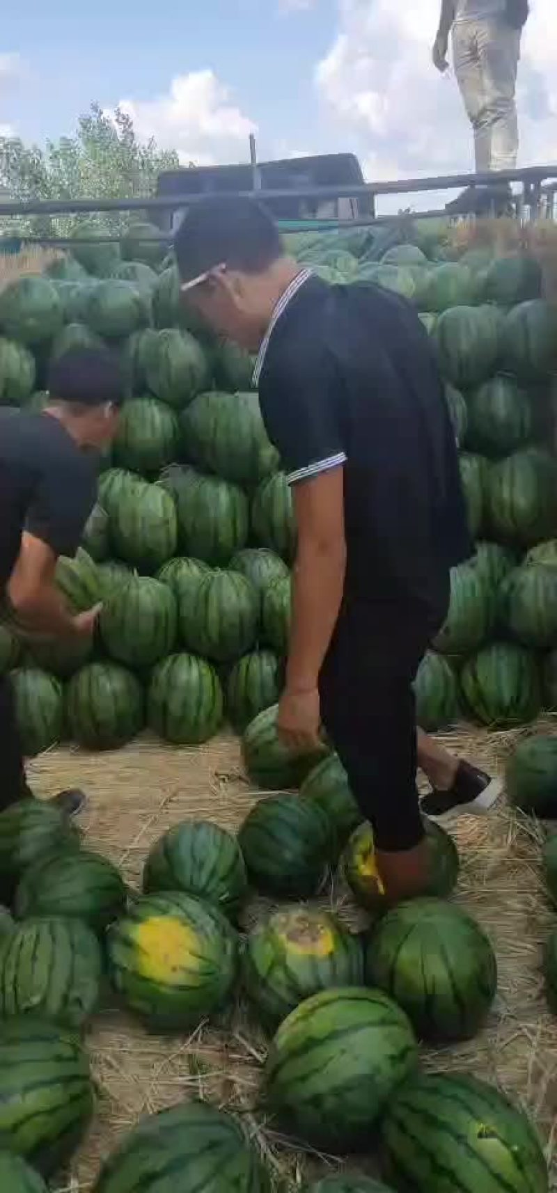 东北地雷瓜