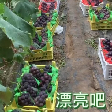 金乡软枝藤稔葡萄