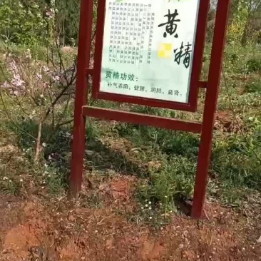 黄精