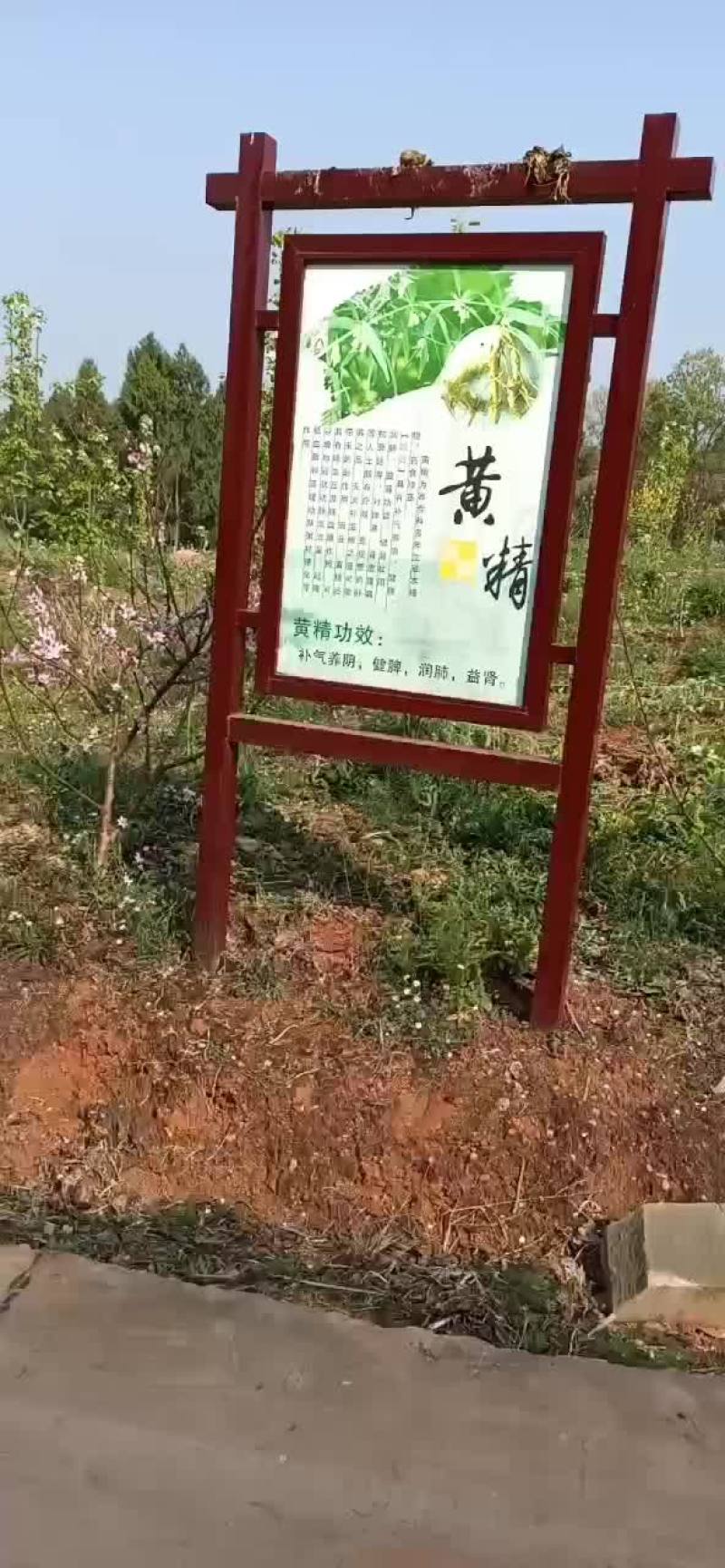 黄精