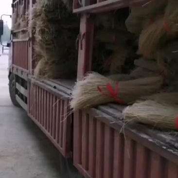 红薯粉条