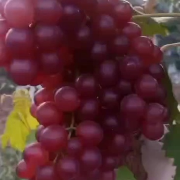 红宝石