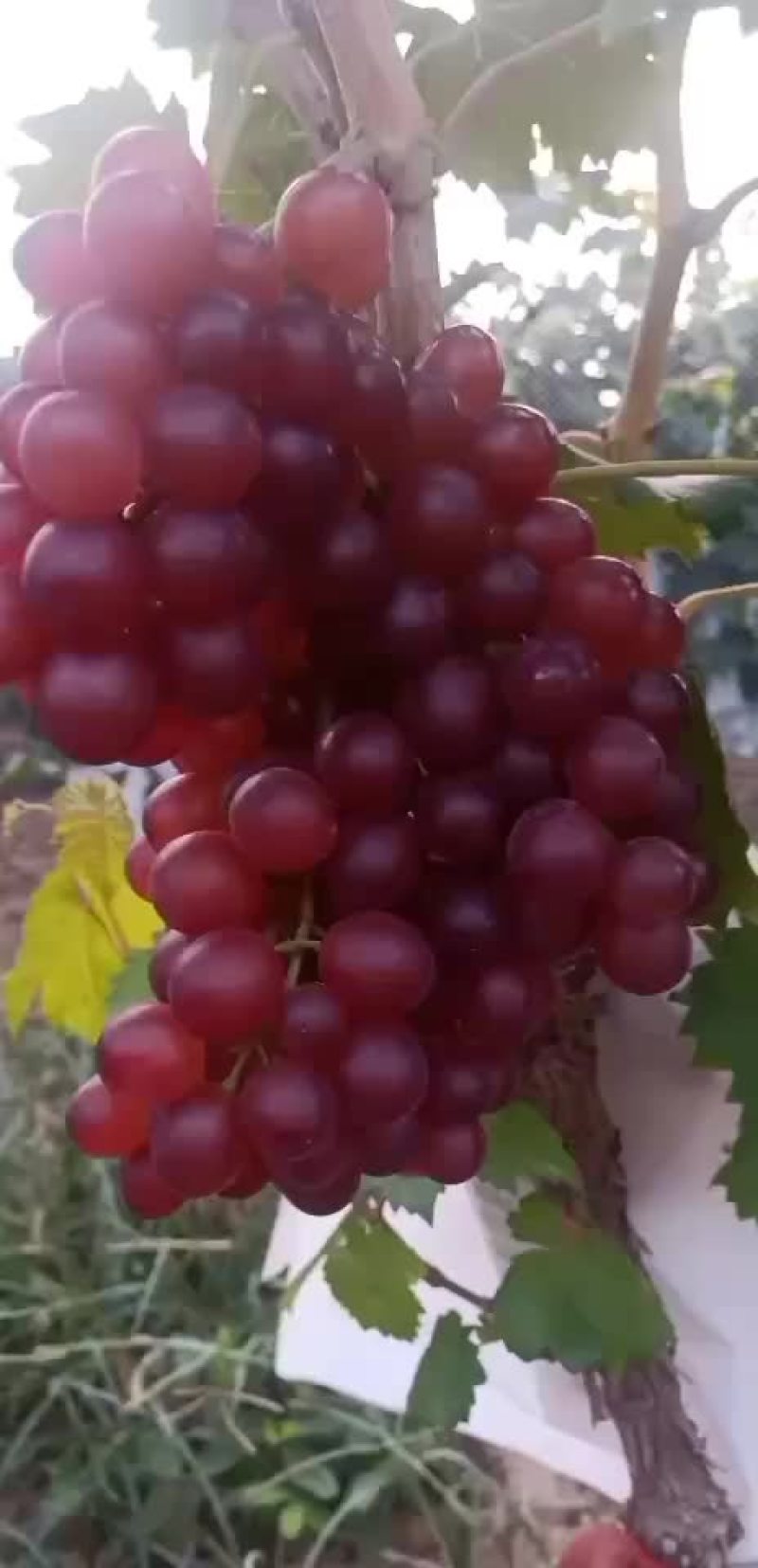 红宝石