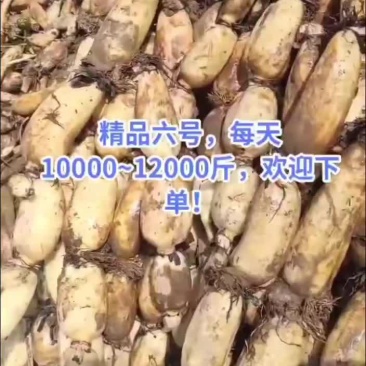 六号