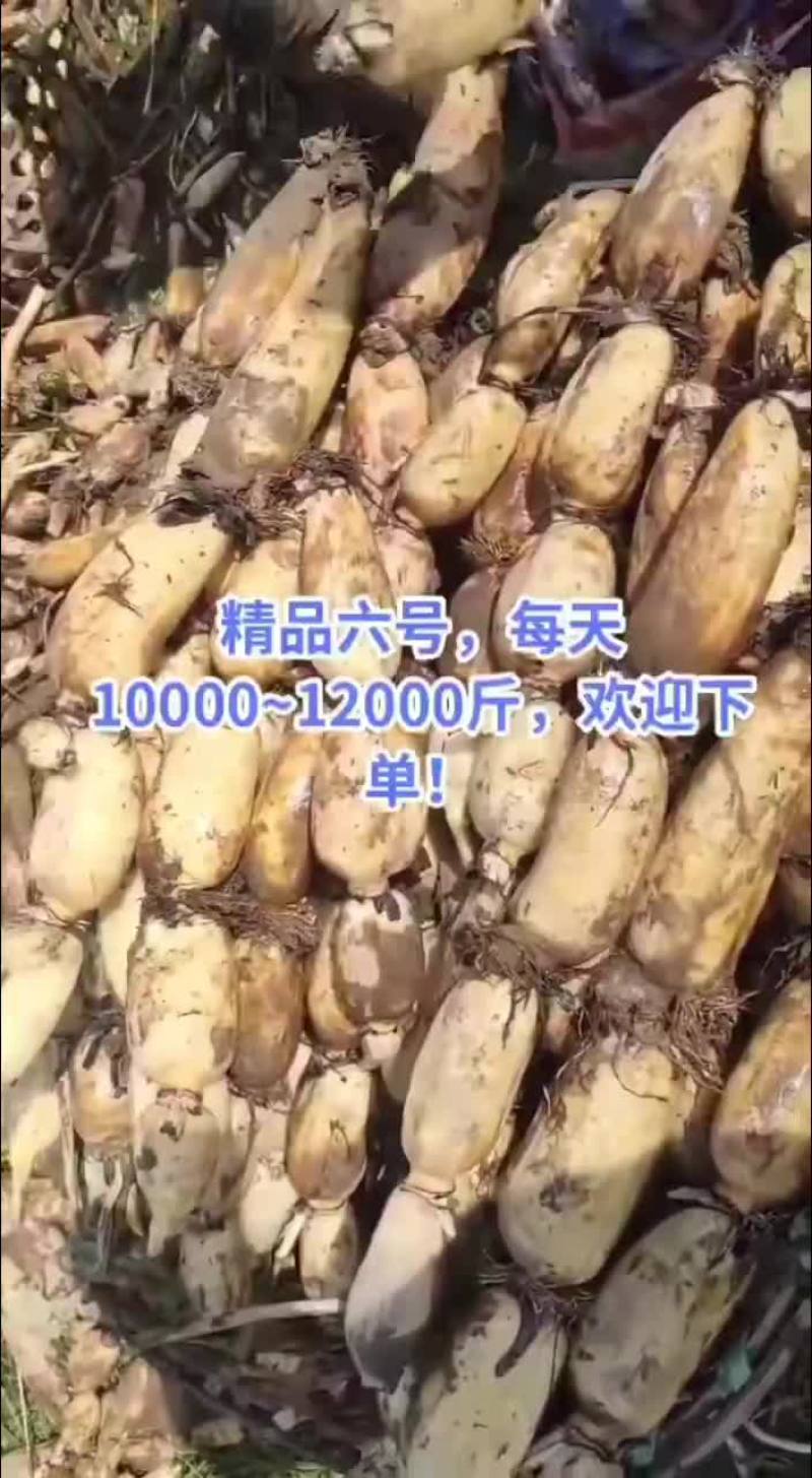 六号
